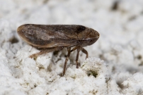La Philne spumeuse (Homoptre - Aphrophoridae - Philaenus spumarius)